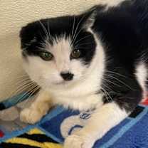 Thumbnail photo of Cilan #1