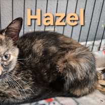 Thumbnail photo of Hazel #2