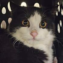 Thumbnail photo of Brownie #1