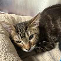 Thumbnail photo of Ralph #3