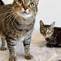 Thumbnail photo of Alo #2