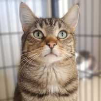 Thumbnail photo of Chad #1