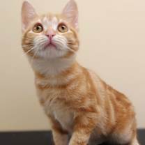 Thumbnail photo of Monarch #2