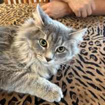 Thumbnail photo of Dusty #2