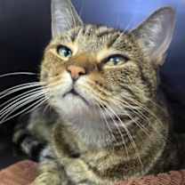 Thumbnail photo of Mazikeen #2