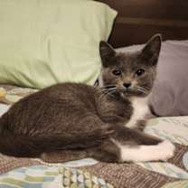 Thumbnail photo of Gar #1