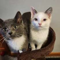 Thumbnail photo of Gar #2