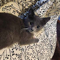 Thumbnail photo of Gar #3