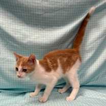 Thumbnail photo of Tangerine #2