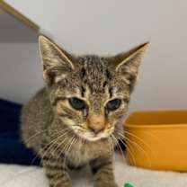 Thumbnail photo of Krabby Boy #2