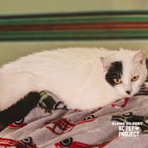 Thumbnail photo of Elena Gilbert #3