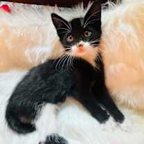 Thumbnail photo of Zorro IN FOSTER #1