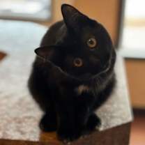 Thumbnail photo of Marshall #1