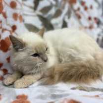 Thumbnail photo of Mashed Potato Bandit #2