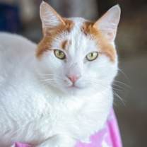 Thumbnail photo of Patches #1