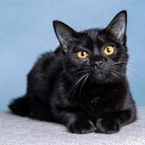 Thumbnail photo of Licorice #1