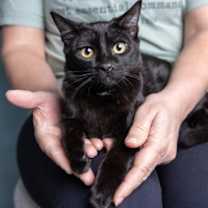 Thumbnail photo of Noir #1