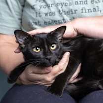 Thumbnail photo of Noir #2