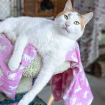 Thumbnail photo of Patches #2