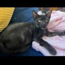 Thumbnail photo of Noir #3