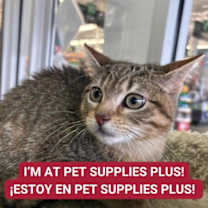 Thumbnail photo of Stanley #1