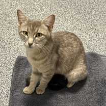 Thumbnail photo of Smokey #1