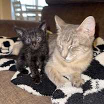 Thumbnail photo of Smokey #2