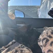 Thumbnail photo of Shelly #1