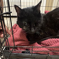 Thumbnail photo of Shelly #2