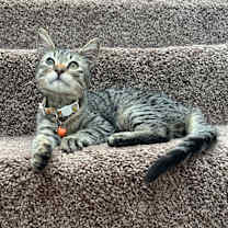 Thumbnail photo of Rocket #2