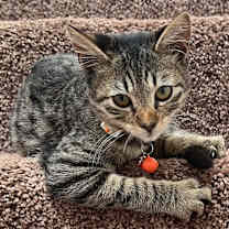 Thumbnail photo of Rocket #4