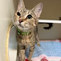 Thumbnail photo of Speedo #2