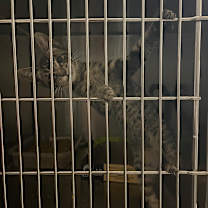 Thumbnail photo of Jenny #1