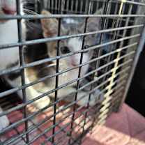 Thumbnail photo of Sneezy #2