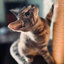 Thumbnail photo of Dale the Intimidator #3