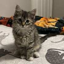 Thumbnail photo of Opie #3