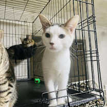 Thumbnail photo of Snowflake #1