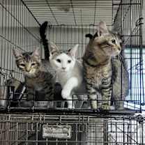 Thumbnail photo of Snowflake #2