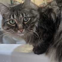 Thumbnail photo of Bruno #2