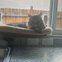 Thumbnail photo of Bruno #4