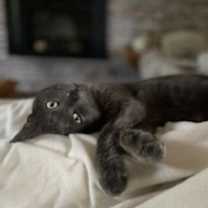 Thumbnail photo of Smokey #2