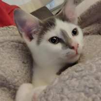 Thumbnail photo of Monkey #1