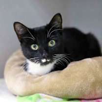 Thumbnail photo of Vixie #3