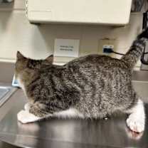 Thumbnail photo of Short Stuffing #2