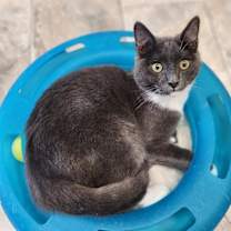 Thumbnail photo of Cat 27256 (Smokey) #1