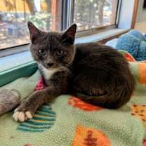 Thumbnail photo of Cat 27256 (Smokey) #2