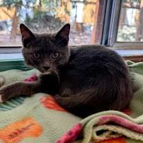 Thumbnail photo of Cat 27256 (Smokey) #3