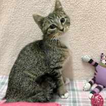 Thumbnail photo of Gatekeep #4