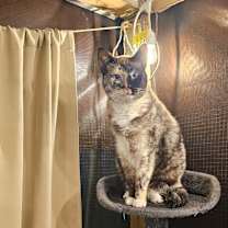 Thumbnail photo of Opera #2