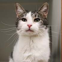 Thumbnail photo of Kyubi #1